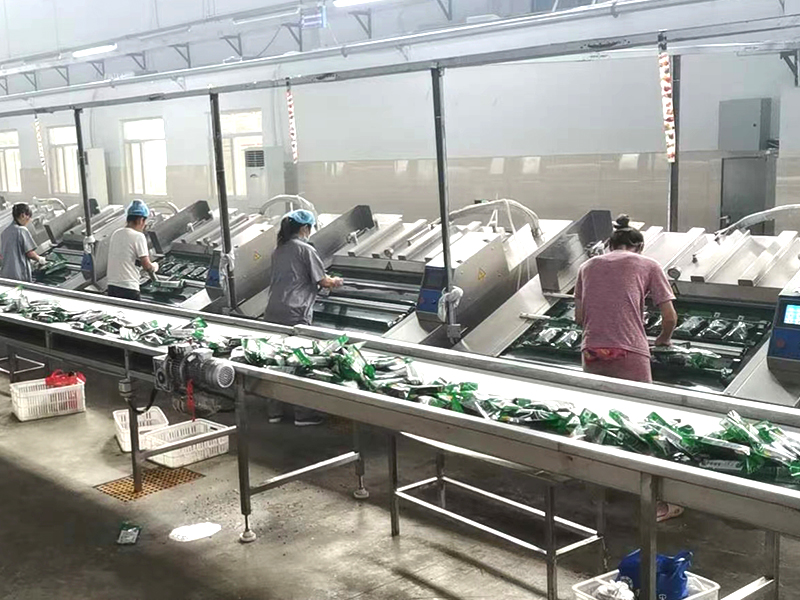 鲜食玉米加工流水线